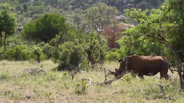 南アフリカのクルーガー国立公園の緑のサバンナで歩く白いラインコセロス ラインコセロシウムのシミュラムファミリー — ストック動画