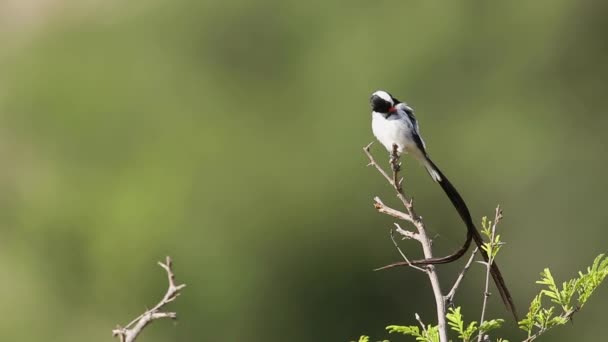 Pin Tail Whydah Standing Branch Isolated Natural Background Kruger National — 图库视频影像