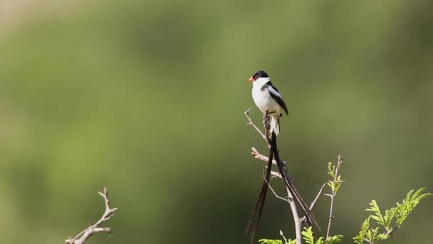 Pin Tail Whydah Standing Branch Isolated Natural Background Kruger National — 图库视频影像