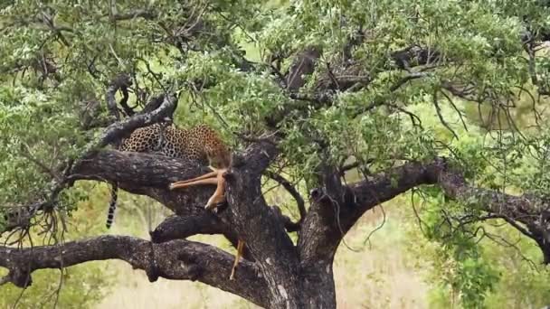 Leopardo Comiendo Presas Árbol Parque Nacional Kruger Sudáfrica Especie Panthera — Vídeo de stock
