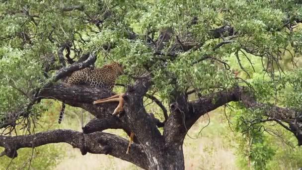 레오파드는 크루거 남아프리카 공화국의 나무에서 먹이를 펠리그라의 스페인어 Panthera 파르두스 — 비디오