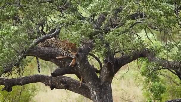 Leopardo Che Mangia Prede Albero Nel Parco Nazionale Kruger Sud — Video Stock