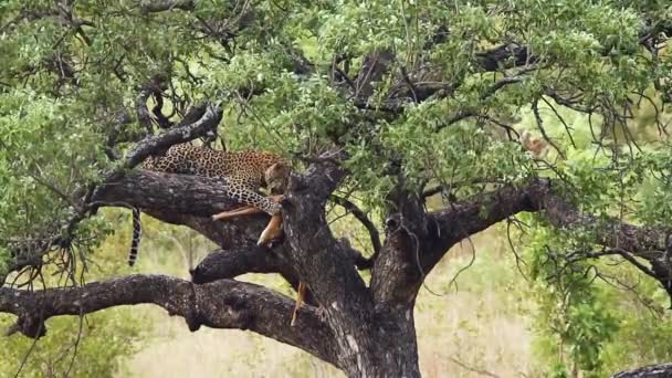 南アフリカのクルーガー国立公園の木で獲物を食べるレオパード フェルガス科のスパナンテラパーラファミリー — ストック動画