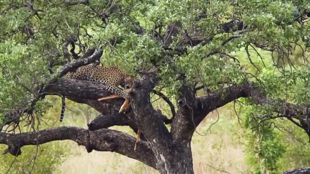 Leopard Syö Saalista Puussa Kruger National Park Etelä Afrikka Specie — kuvapankkivideo