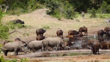 Güney Afrika 'daki Kruger Ulusal Parkı' ndaki su birikintisinde beyaz gergedan ve bufalo sürüsü; Güney Afrika 'daki Specie Ceratotherium simum simum Rhinocerotidae ailesi