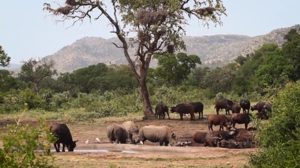 Rinoceronte Branco Sul Manada Búfalos Buraco Água Parque Nacional Kruger — Vídeo de Stock