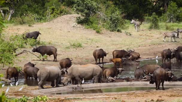 Manada Rinocerontes Búfalos Blancos Del Sur Pozo Agua Parque Nacional — Vídeo de stock