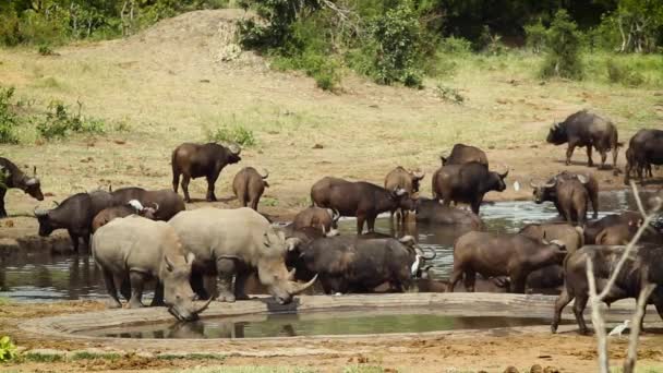 Νότιος Λευκός Ρινόκερος Και Κοπάδι Βουβαλιών Νερόλακκο Στο Εθνικό Πάρκο — Αρχείο Βίντεο
