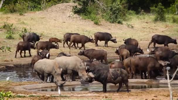 Zuidelijke Witte Neushoorn Buffelkudde Waterpoel Kruger National Park Zuid Afrika — Stockvideo