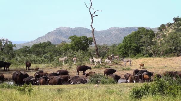 Afrikanischer Büffel Und Flachzebra Wasserloch Landschaft Kruger Nationalpark Südafrika Specie — Stockvideo