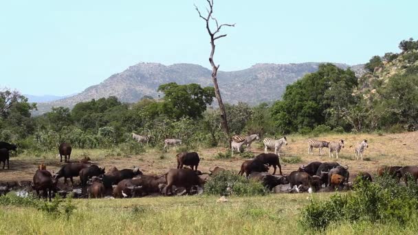 南アフリカのクルーガー国立公園のウォーターホールの風景でアフリカのバッファローとプレーンゼブラ スピナシンセラスはボフス科の家族をカバー — ストック動画