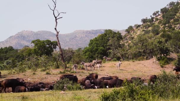 南非克鲁格国家公园水孔景观中的非洲水牛和斑马 博维代水牛科物种 — 图库视频影像