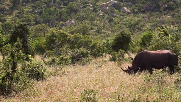 Rinoceronte Blanco Del Sur Caminando Sabana Verde Parque Nacional Kruger — Vídeos de Stock
