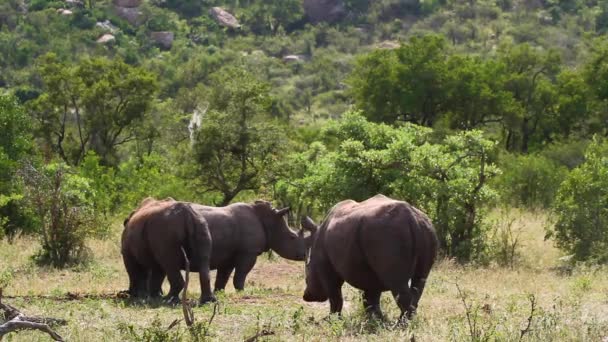 Rinoceronte Blanco Del Sur Caminando Sabana Verde Parque Nacional Kruger — Vídeo de stock