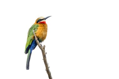 Güney Afrika 'daki Kruger Ulusal Parkı' nda beyaz arka planda izole bir dalda duran beyaz önlü arı yiyici Merops bullockoides ailesi Meropidae