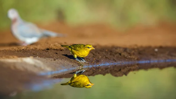 Espectacled Weaver Waterhole Reflection Kruger National Park África Sul Specie — Fotografia de Stock