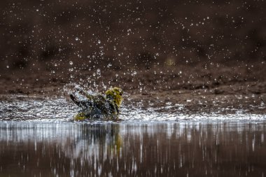 Güney Afrika Kruger Ulusal Parkı 'ndaki su birikintisinde yıkanan kızıl saçlı dokumacı; Ploceidae familyasından Specie Anaplectes rubriseps