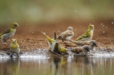 Kızıl saçlı dokumacı ve gri saçlı bir grup, Güney Afrika 'daki Kruger Ulusal Parkı' ndaki su birikintisinde yıkanan Sparrow 'a, Ploceidae' nin Specie Anaplectes Rubriceps ailesine,