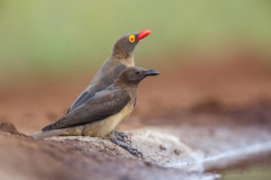 Kırmızı gagalı Oxpecker, Güney Afrika 'daki Kruger Ulusal Parkı' ndaki su birikintisi boyunca bir genç ve bir yetişkin; Buphagidae ailesinden Specie Buphagus erythrorhynchus