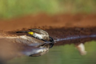 Güney Afrika 'daki Kruger Ulusal Parkı' ndaki su birikintisinde içen koyu renkli Bulbul; Pycnonotidae familyasından üç renkli Specie Pycnonotus