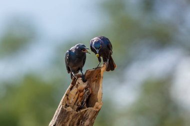 Güney Afrika 'daki Kruger Ulusal Parkı' nda bir kütüğün üzerinde duran Cape Glossy Starling 'li yetişkin ve genç; Specie Lamprotornis Sturnidae ailesini besliyor.