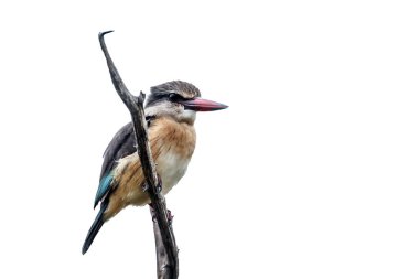 Güney Afrika 'daki Kruger Ulusal Parkı' nda beyaz arka planda izole bir dalda duran kahverengi kapüşonlu Kingfisher; Alcedinidae ailesinden Specie Halcyon albiventris