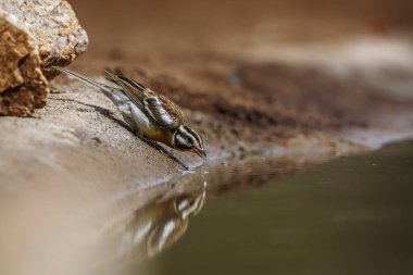 Güney Afrika 'daki Kruger Ulusal Parkı' ndaki su birikintisinde içen Afrika Altın Göğüslü Bunting erkeği; Emberizidae familyasından Specie Fringillaria flaviventris