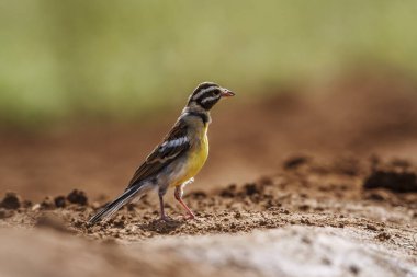 Güney Afrika 'daki Kruger Ulusal Parkı' ndaki doğal arka planda izole edilmiş Afrika Altın göğüslü Bunting; Emberizidae 'nin Specie Fringillaria flaviventris ailesi