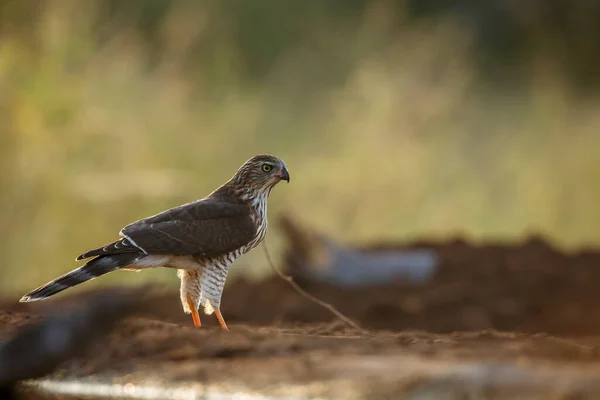Shikra backlit ground level at dawn in Kruger National park, South Africa ; Specie Accipiter badius family of Accipitridae