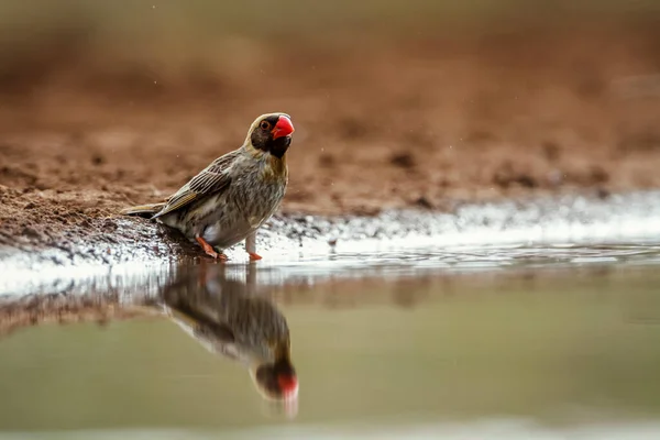 Rotschnabel Quelea Männchen Wasserloch Kruger Nationalpark Südafrika Quelea Quelea Familie — Stockfoto