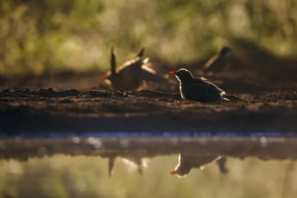 Red Billed Oxpecker Langs Waterpoel Bij Dageraad Kruger National Park — Stockfoto