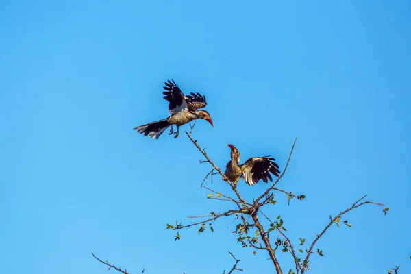 Twee Southern Red Factureerde Hornbill Een Gevecht Geïsoleerd Blauwe Lucht — Stockfoto