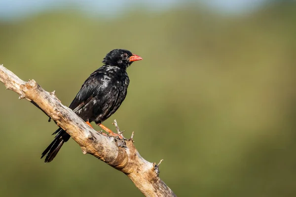 Röd Fakturerad Buffalo Weaver Står Gren Isolerad Naturlig Bakgrund Kruger — Stockfoto