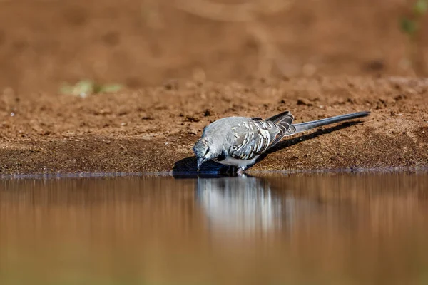 Namaqua Dove Jungtrinker Wasserloch Kruger Nationalpark Südafrika Oena Capensis Familie — Stockfoto