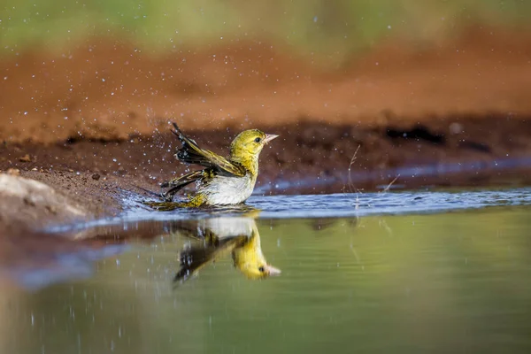 Lesser Masked Weaver Купається Водоймі Національному Парку Крюгер Південна Африка — стокове фото