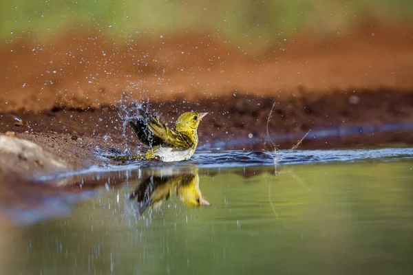 Kleine Gemaskerde Wever Badend Waterpoel Kruger National Park Zuid Afrika — Stockfoto