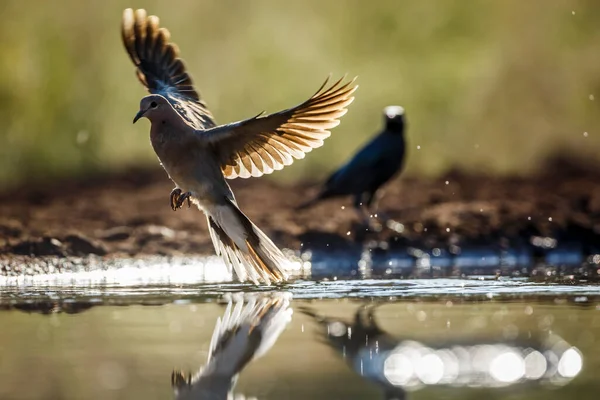 Laughing Duif Vliegt Waterpoel Kruger National Park Zuid Afrika Soort — Stockfoto