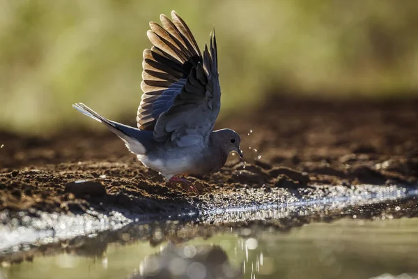 Laughing Dove Spread Wings Waterhole Kruger National Park África Sul — Fotografia de Stock