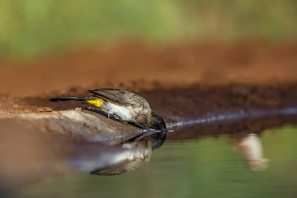 Dark Capped Bulbul Drinking Waterhole Kruger National Park South Africa — Stock Photo, Image