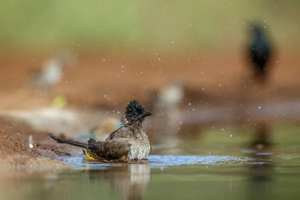 Banho Bulbul Com Tampas Escuras Buraco Água Parque Nacional Kruger — Fotografia de Stock