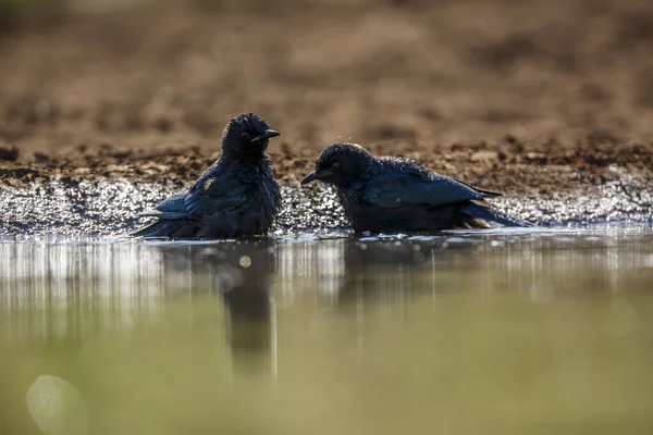 Dois Banhos Juvenis Cape Glossy Starling Salpicando Gotas Retroiluminado Buraco — Fotografia de Stock