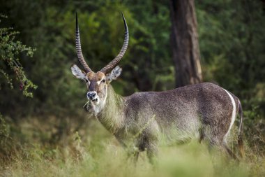 Güney Afrika 'daki Kruger Ulusal Parkı' nda yeşil savanadaki yaygın su boynuzlu erkek; Bovidae ailesinden Specie Kobus ellipsiprymnus