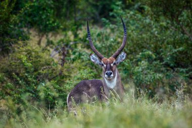 Güney Afrika 'daki Kruger Ulusal Parkı' nda kameraya bakan yaygın Waterbuck erkeği Bovidae ailesinden Specie Kobus ellipsiprymnus