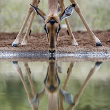 Güney Afrika 'daki Kruger Ulusal Parkı' nda yansıması olan su birikintisinde içilen yaygın Impala portresi; Bovidae ailesinden Specie Aepyceros melampus