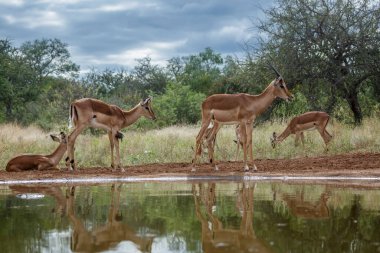 Güney Afrika 'daki Kruger Ulusal Parkı' ndaki Impala watherhole manzaralı küçük bir grup Bovidae ailesinden Specie Aepyceros melampus