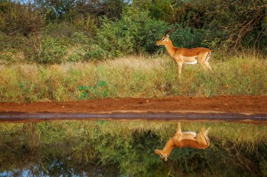 Güney Afrika 'daki Kruger Ulusal Parkı' nda yansıması olan Impala erkeği Bovidae ailesinden Specie Aepyceros melampus