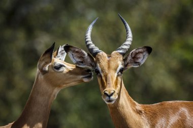Güney Afrika 'daki Kruger Ulusal Parkı' nda, Bovidae familyasından Specie Aepyceros melampus