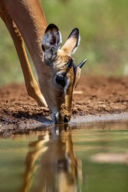 Güney Afrika Kruger Ulusal Parkı 'nda içki içen genç erkek portresi Bovidae familyasından Specie Aepyceros melampus