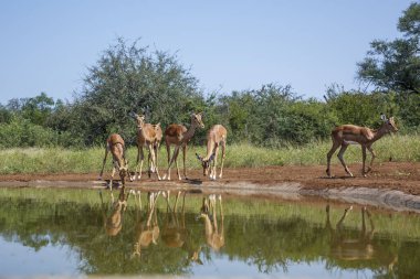 Güney Afrika 'daki Kruger Ulusal Parkı' ndaki su birikintisinde içen küçük bir Impala grubu Bovidae ailesinden Specie Aepyceros melampus