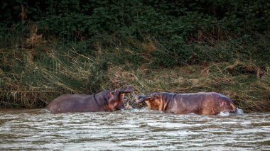 Güney Afrika 'daki Kruger Ulusal Parkı' nda nehirde savaşan iki su aygırı; Suaygırı amfibisi familyasından Specie Hippopotamus.